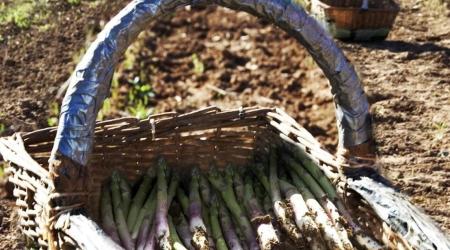 La XXIII Feria del Espárrago y la Agricultura Ecológica se celebra en Sierra de Yeguas, Málaga
