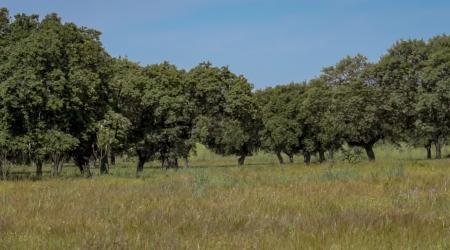 Viaje a la dehesa extremeña: el ecosistema más sabroso y sostenible de Europa