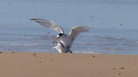Día Internacional de las Aves 2025