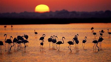 Ataque directo al corazón de Doñana