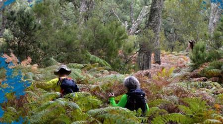 Cartel  XIX Travesía Parques Naturales Los Alcornocales y del Estrecho 
