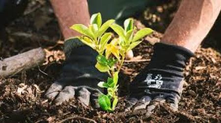 Valencia plantará 12.000 árboles de 50 especies autóctonas en sus parques naturales