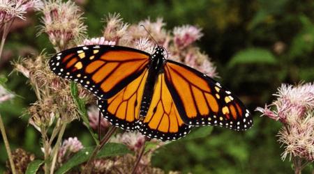 Mariposa monarca en los bosques de México // Crédito: nationalgeographic