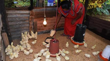 Las mujeres de Panamá apuestan por los proyectos agrícolas sostenibles // Crédito: elsiglo