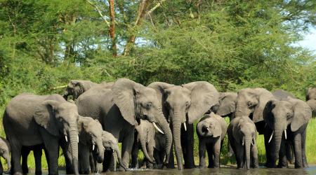 Elefantes en Malaui, África // Crédito: lonelyplanet