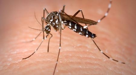 Mosquito tigre // Crédito: wikipedia 