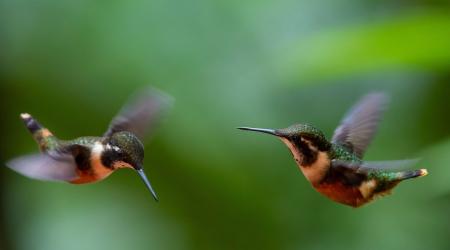 Avistamiento de aves en Quito // Crédito: elsiglocoahulia