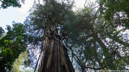 El ‘Gran abuelo’ al sur de Chile podría ser el árbol más viejo del mundo // Crédito: dw.com
