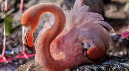 Flamencos en el Parque Nacional de Galápagos // Crédito: conexionoticias