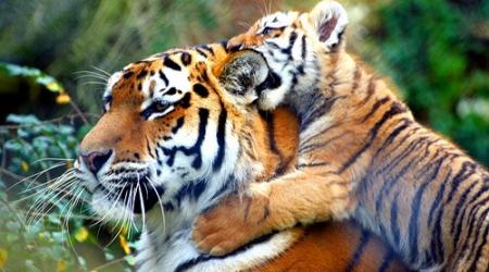 Tigres en India // Crédito: cubasi