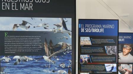 ‘Las aves, nuestros ojos en el mar’ // Crédito: cadenaser