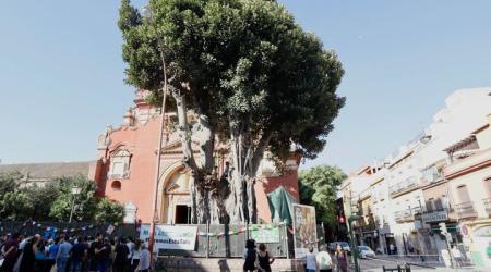 Ficus centenario del barrio de Triana 