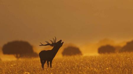 La berrea del ciervo, una experiencia mágica en otoño 