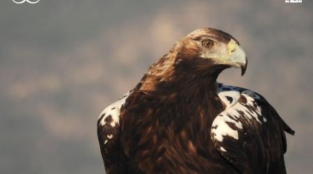 Águila imperial, protagonista NatureWatch Madrid 2022 