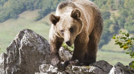 El paraíso natural de Asturias, hogar del oso pardo cantábrico  