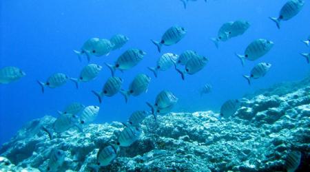 Abundancia de peces, erizos y crustáceos en los dos deltas lávicos  // Crédito: visitarislascanarias.com