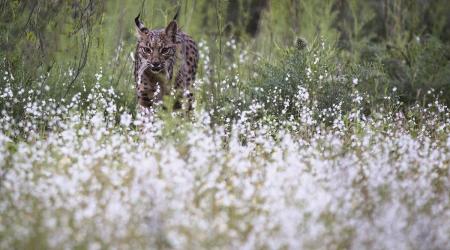 Aura, el lince ibérico más longevo // Crédito: huelvainformacion