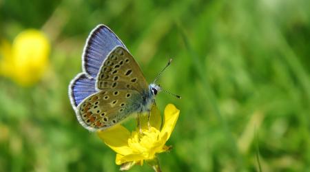 Red de seguimiento de mariposas en los parques naturales de Galicia  