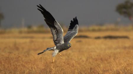 Aguilucho cenizo // Crédito: national geographic 