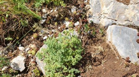Thalictrum foetidum, Pirineo catalán // Crédito: DiariSegre 