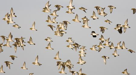 Chorlito Dorado sobre las Islas Baleares // Crédito: SEOBirdlife