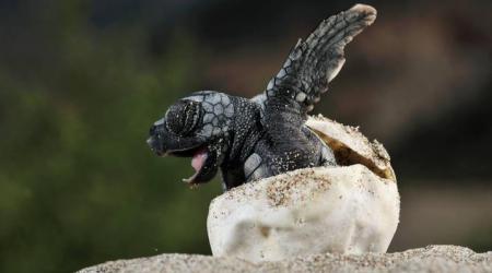 Nacen las primeras tortugas marinas en Palma