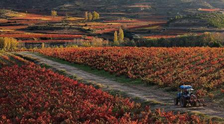 Viñas en otoño en La Rioja // Crédito: imasgal