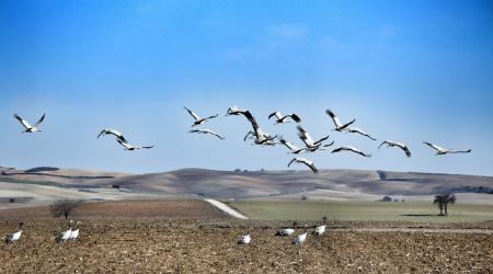 Grullas en la Laguna de El Hito // Crédito: Turismo de Observación 