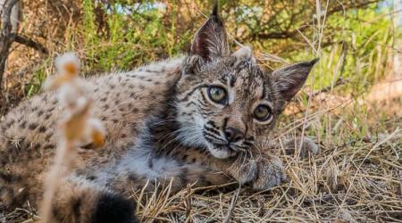 Andalucía y su dispositivo único en España para evitar los atropellos de linces ibéricos