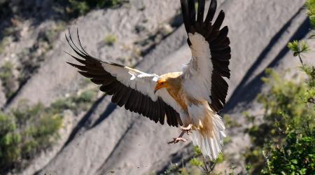 Rut ornitológica en Hoces del río Piedra 
