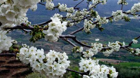 Crédito: Valle del Jerte