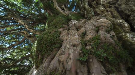 Crédito: Junta de Andalucía 