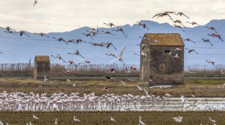 L'Albufera  de Valencia // Crédito: Marga Ferrer