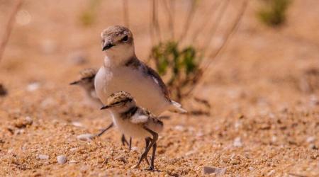 Crédito:  SEO/BirdLife 