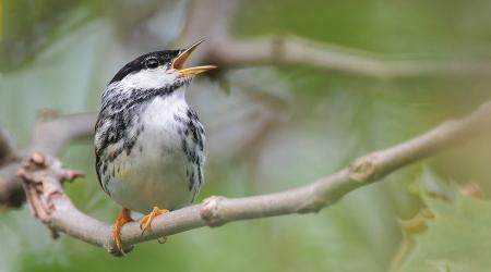 Crédito: Ryan Sanderson