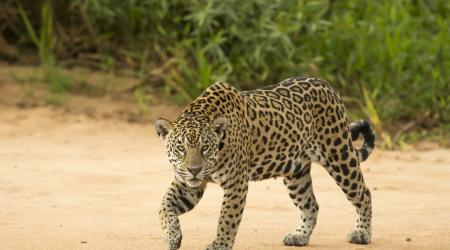 Crédito: Carlos Navarro