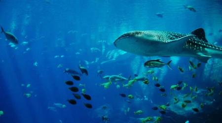 Brasil conmemora el Día de los Océanos con un gran abrazo al mar
