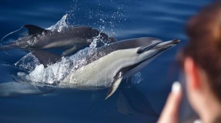 Crédito: Ecowildlife / Rocío Espada 