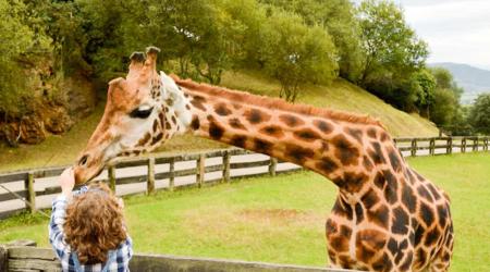 “Si hubiera algo más que pudiera hacer, sería ir de safari una vez más”