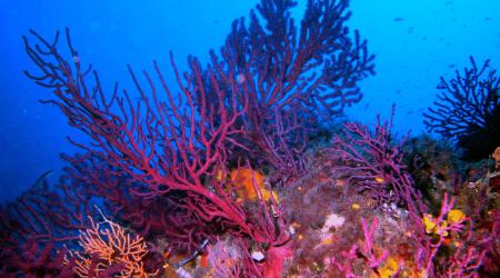 Crédito: Verde y Azul 