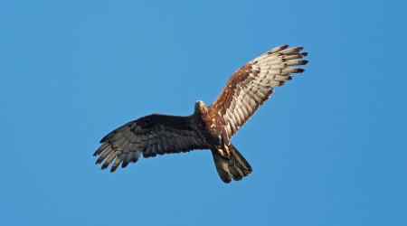 Crédito: SEO/BirdLife