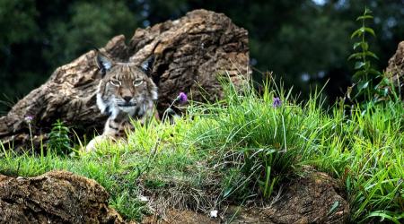 Lince Ibérico // Crédito: andujar28.es  Lince Ibérico // Crédito: andujar28.es