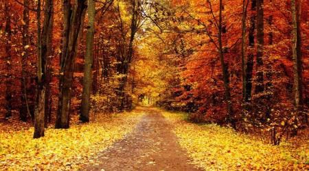 El otoño luce siempre un color maravilloso