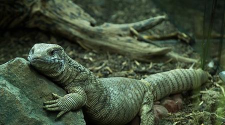 Verano de sabana, especie exótica invasora 