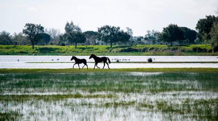 Parque Natural de Doñana 