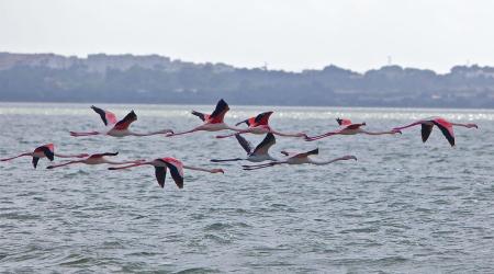 Aves migratorias en vuelo