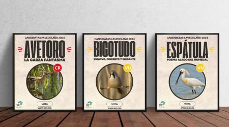 Ave del Año 2024 