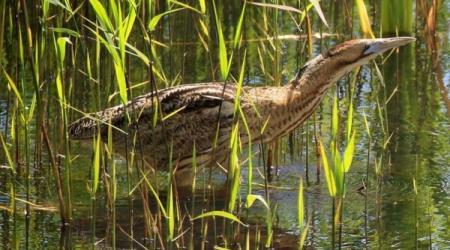 Avetoro Común: Ave del Año 2024 