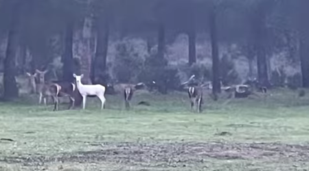 Crédito: Ayuntamiento de Almonte 