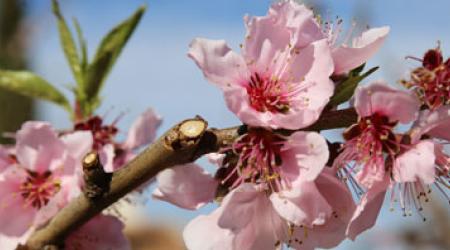 ‘Las flores más bonitas nunca marchitarán en nuestros recuerdos’